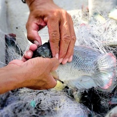 Cải thiện thu nhập từ cá phi